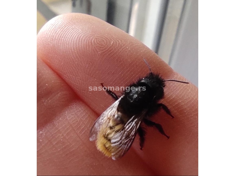 Pčele za oprašivanje voća - mason, solitarne, samice, zidarice, voćarske pčele