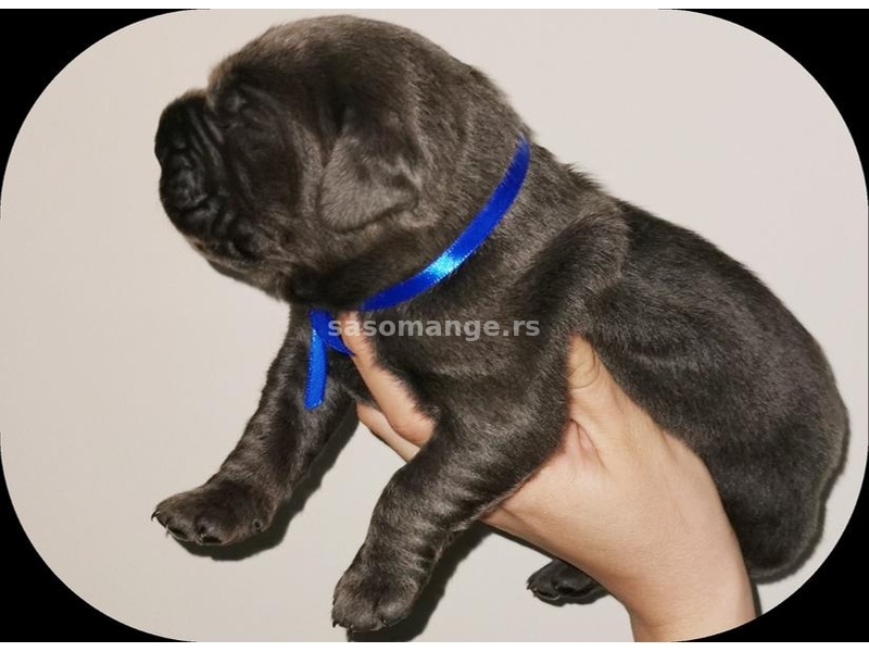 Cane Corso Kane Korso rezervacije