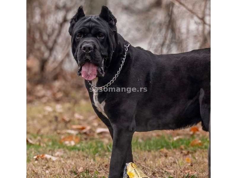 Cane Corso Kane Korso rezervacije