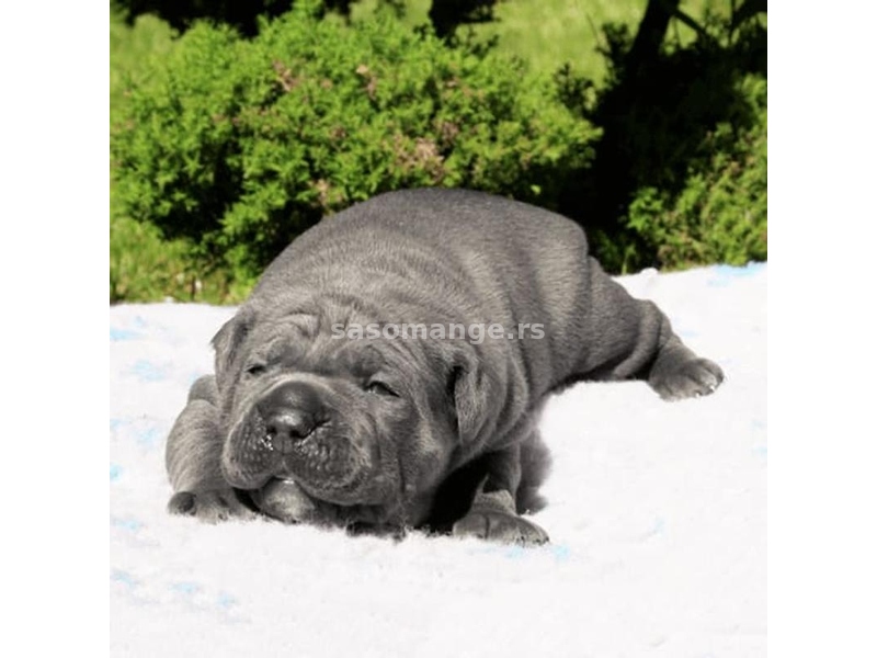 Cane Corso Kane Korso rezervacije