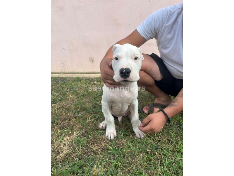 Dogo Argentino štenci