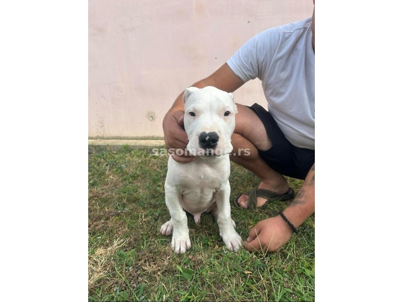 Dogo Argentino štenci