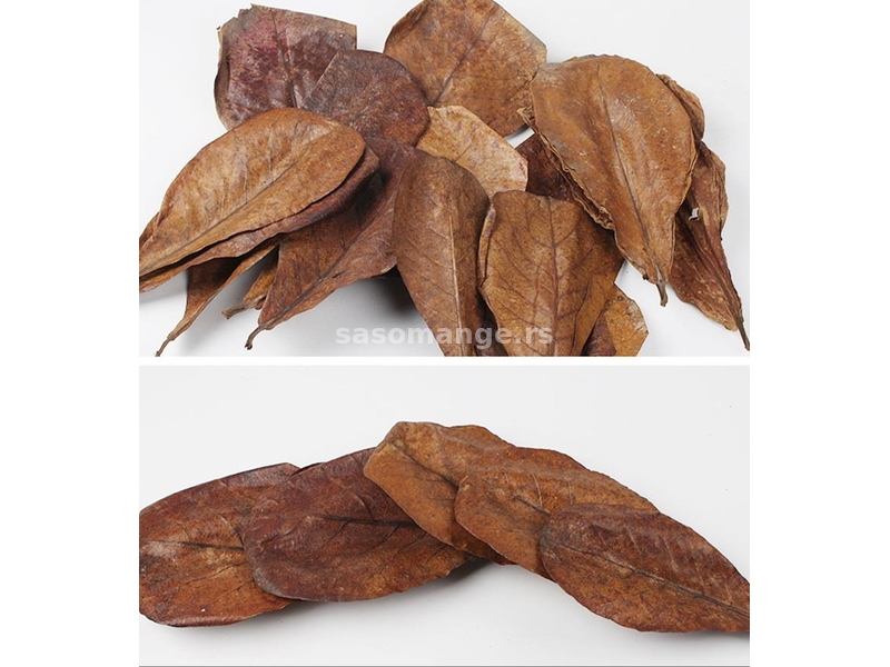 Katapa lišće - Catappa Leaves