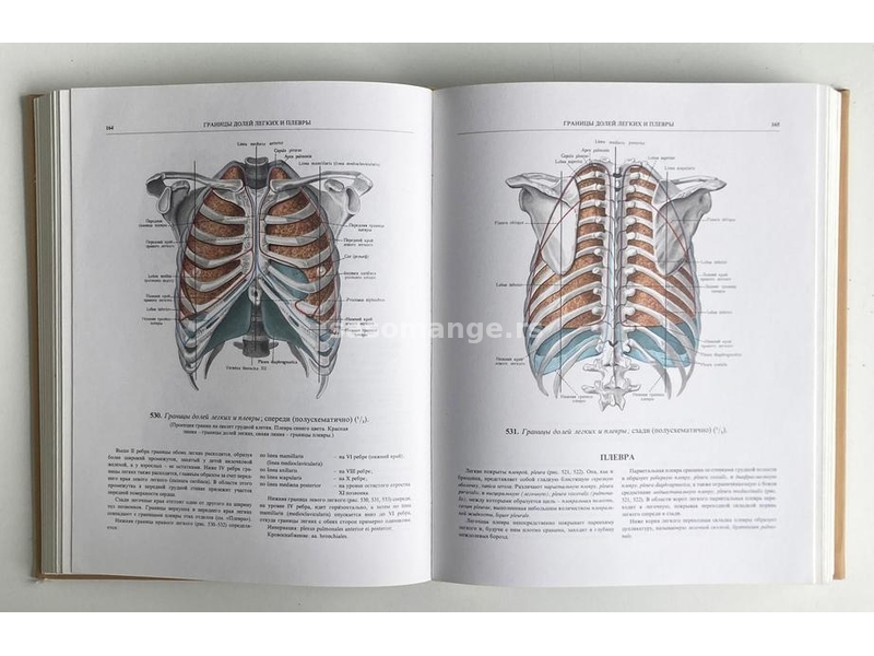 Sineljnikov - Anatomski anatomije čoveka II (ruski)