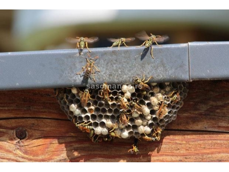 Dezinsekcija ( uklanjanje : osinjaka, stršljenova, pčela : )