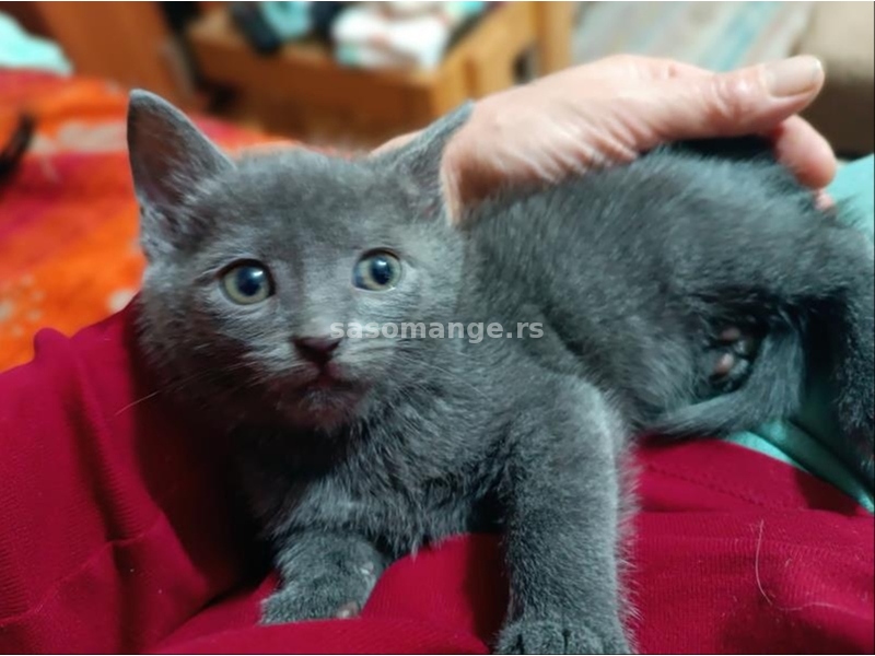Ruski plavi mačići