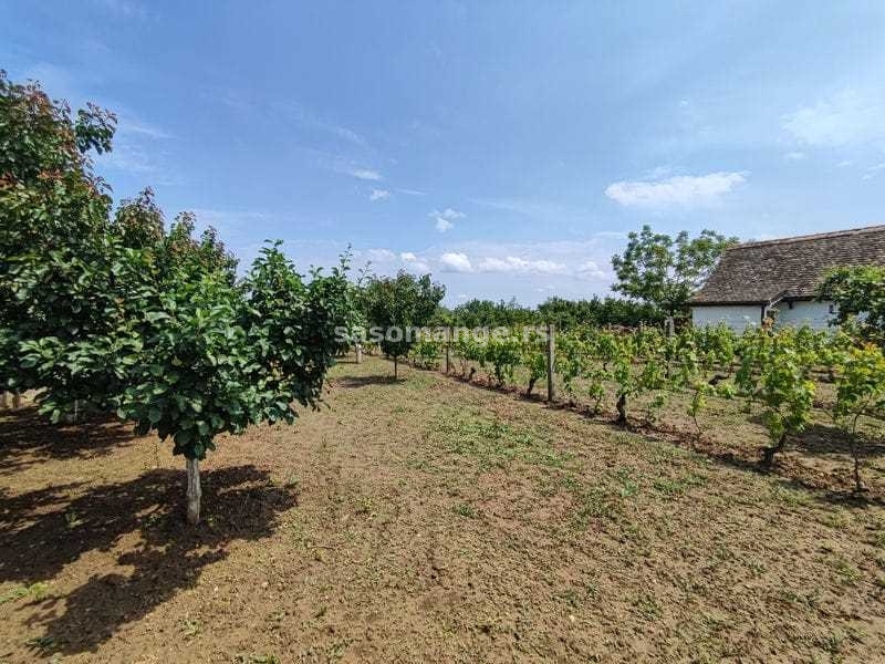 Vinogradarska kućica i vinograd, plac 23 ara -Čortanovci, Banstol