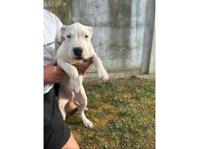 Dogo Argentino štenci