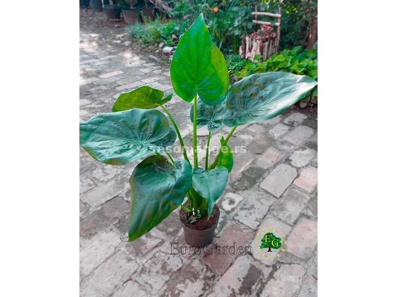 Alocasia cucullata