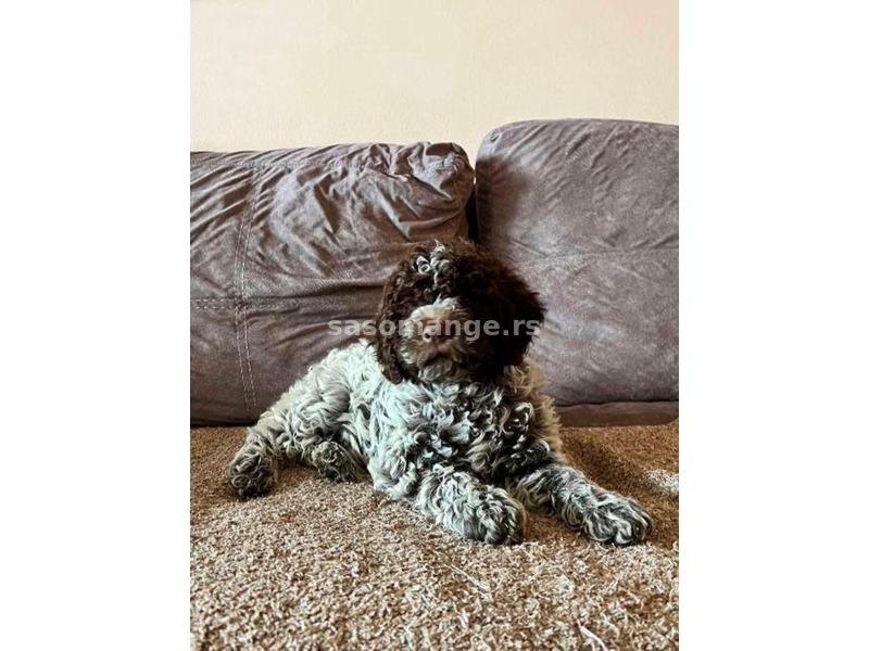 Lagotto Romagnolo štenci