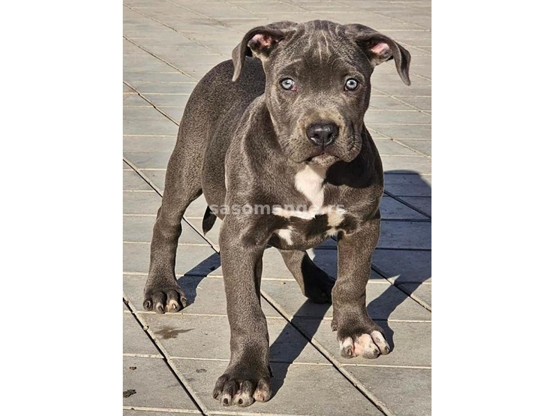 American bully xl