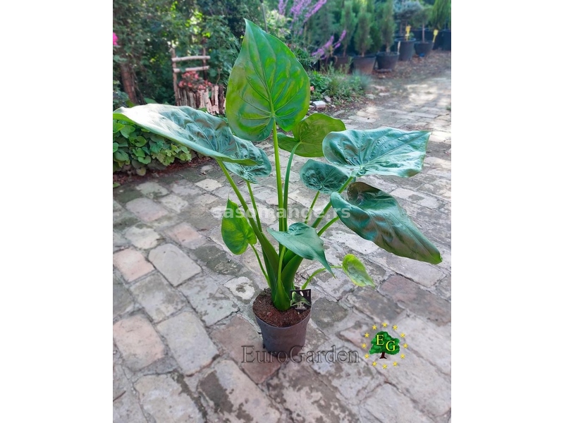 Alocasia cucullata