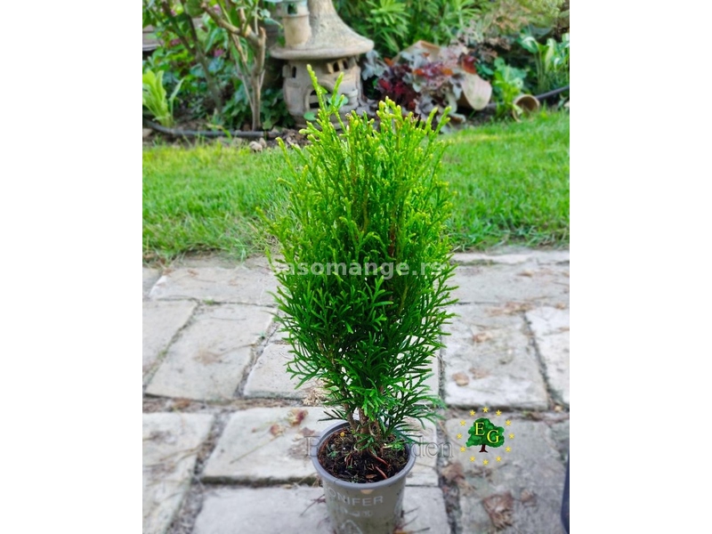 Thuja occidentalis 'Danica'