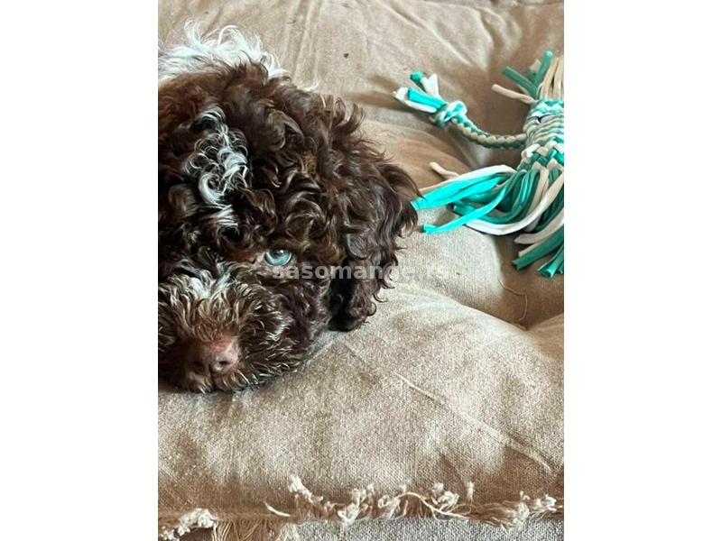 Lagotto Romagnolo štenci