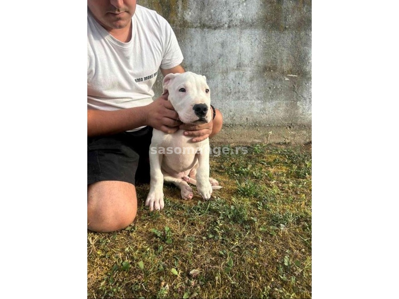 Dogo Argentino štenci