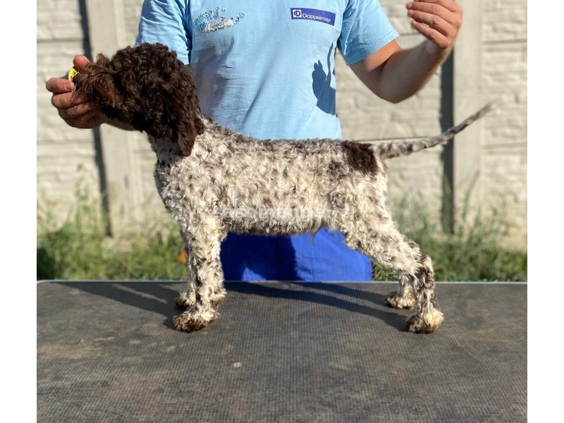 Lagotto Romagnolo - Štenci vrhunskog kvaliteta