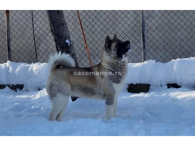 Američka Akita odrasla ženka na prodaju