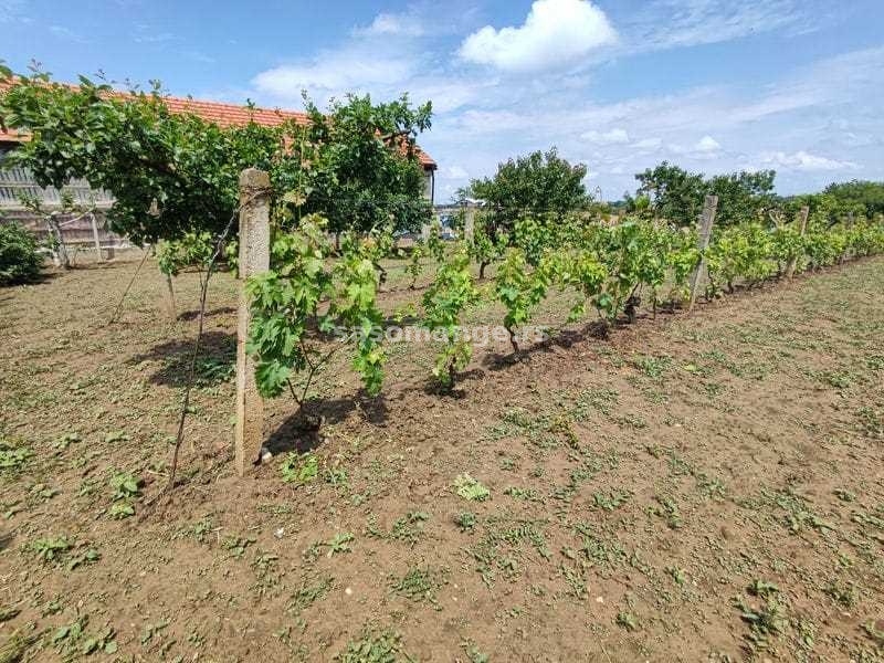 Vinogradarska kućica i vinograd, plac 23 ara -Čortanovci, Banstol