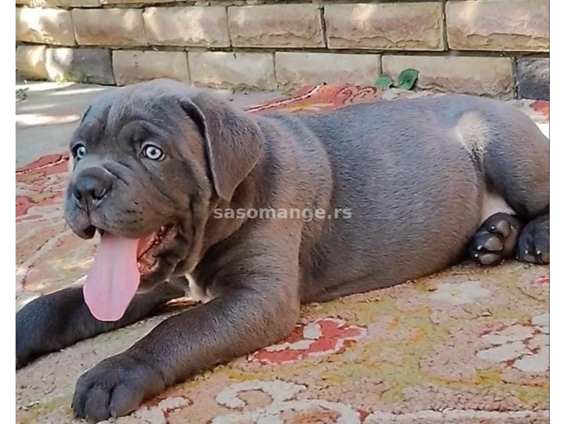 Rotvajler i Cane Corso štenci