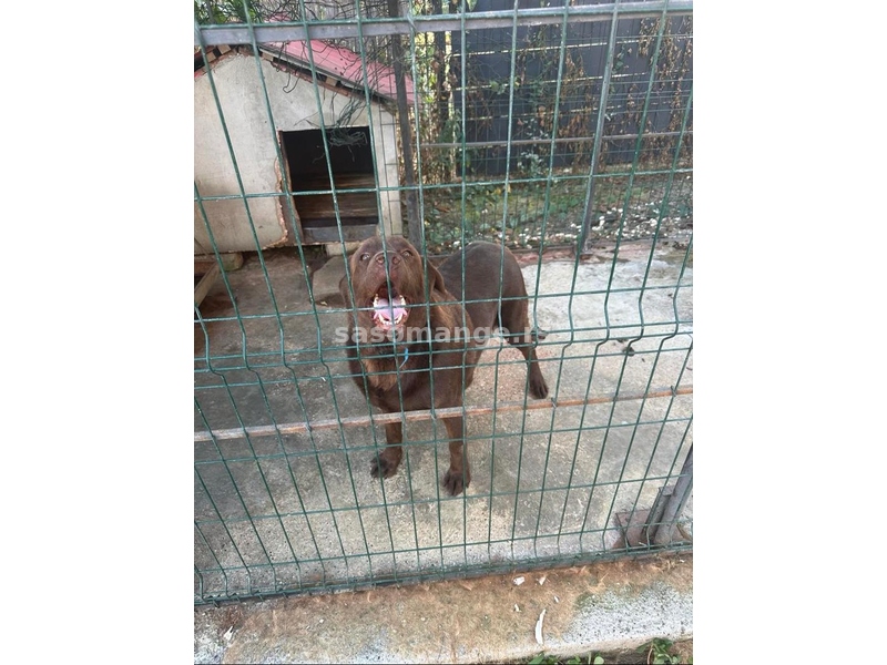 Labrador cokolada boje