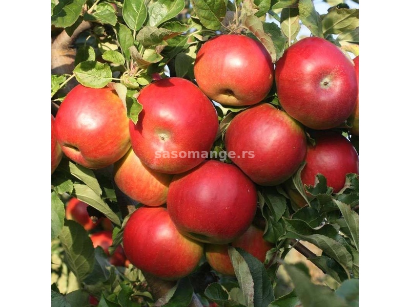 Sadnice jabuke