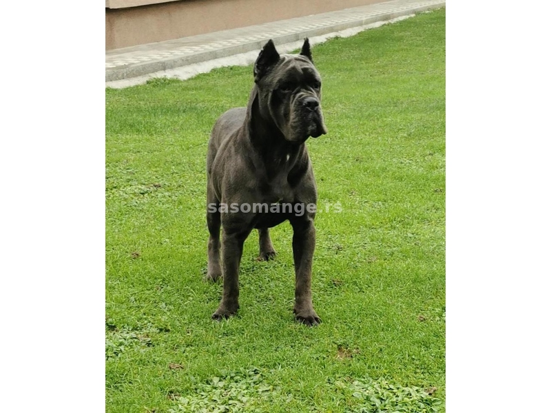 Cane Corso Kane Korso rezervacije