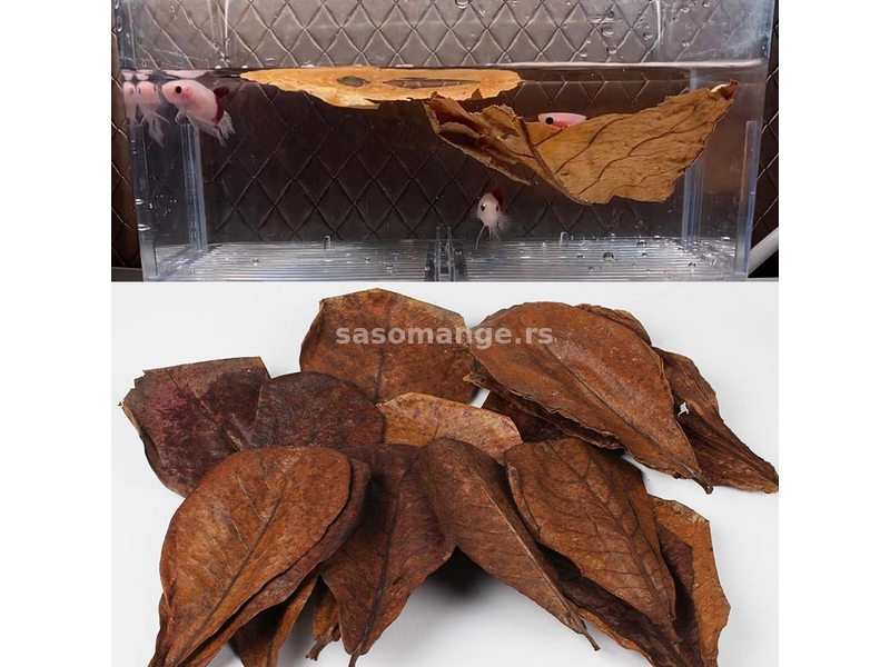 Katapa lišće - Catappa Leaves