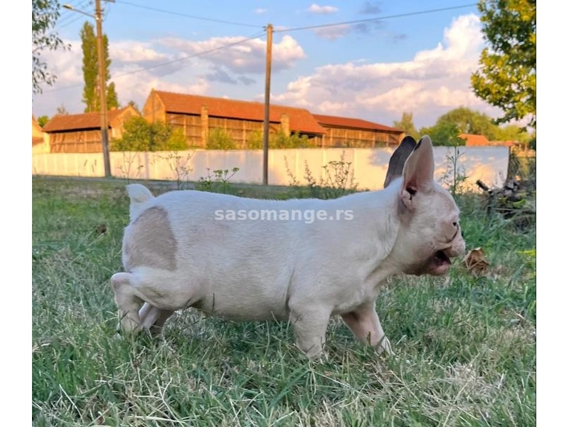 Francuski Buldog prelepi štenci