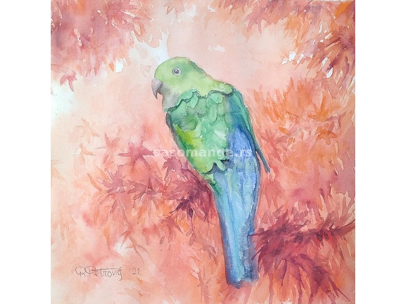 Akvarel,Papagaj 2