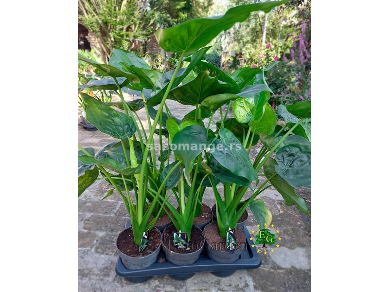 Alocasia cucullata