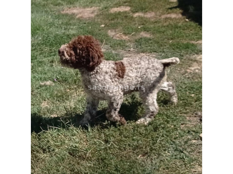 Lagotto Romagnolo - Štenci vrhunskog kvaliteta