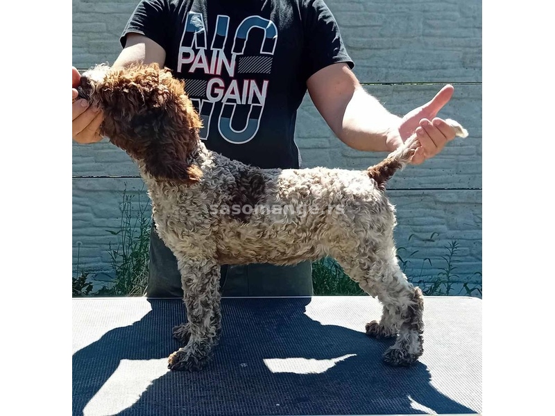 Lagotto Romagnolo - Štenci vrhunskog kvaliteta