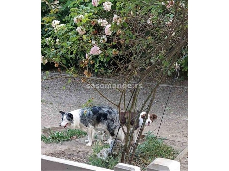 Border koli/collie štenci