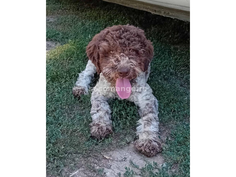 Lagotto Romagnolo - Štenci vrhunskog kvaliteta