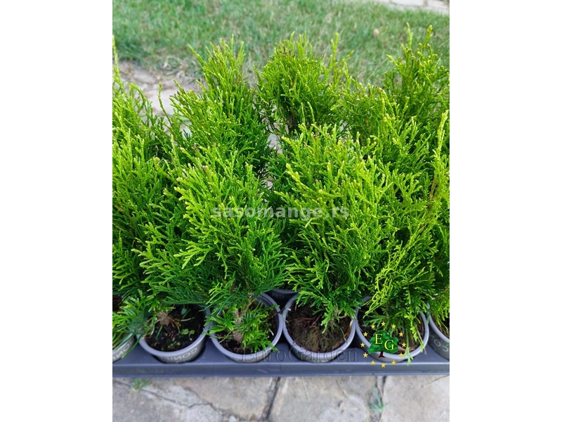 Thuja occidentalis 'Danica'