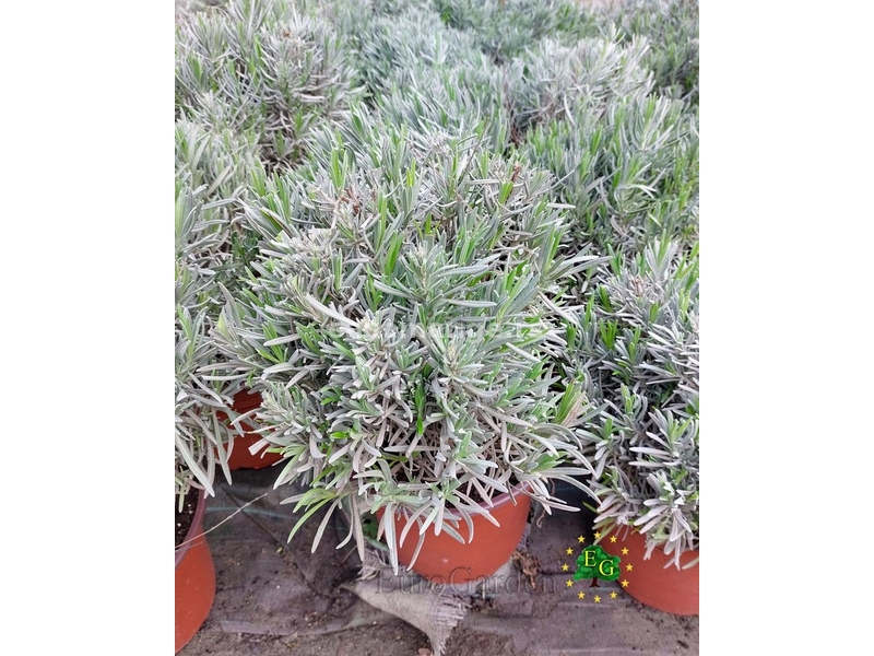 Širokolisnata Lavanda - Lavandula latifolia