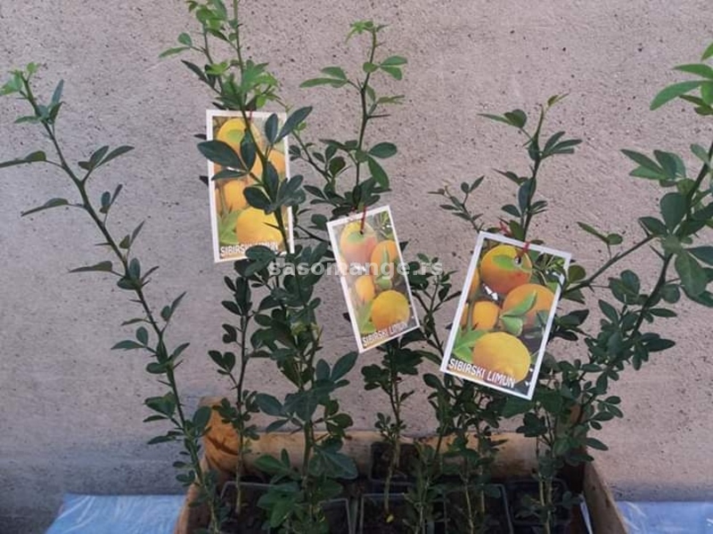 Sadnice citrusa
