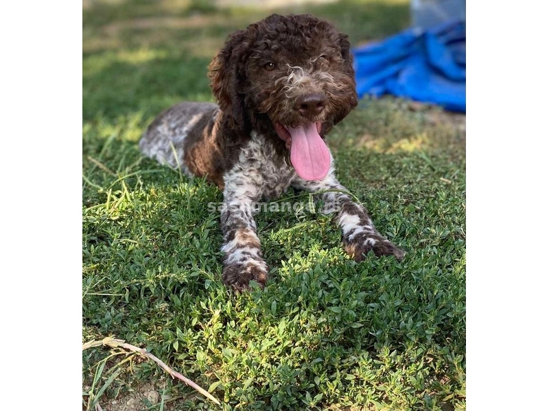 Lagotto Romagnolo - Štenci vrhunskog kvaliteta