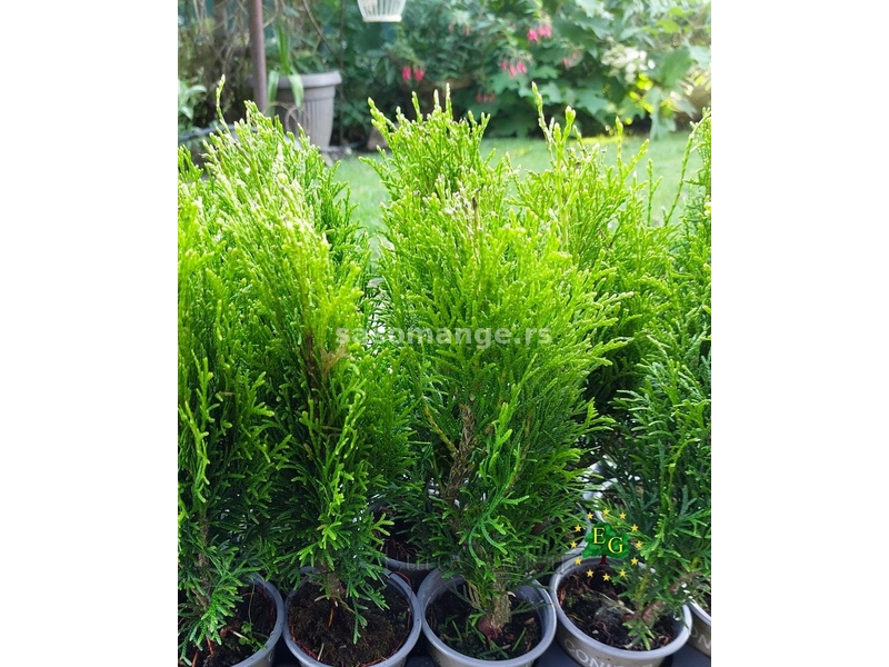 Thuja occidentalis 'Danica'