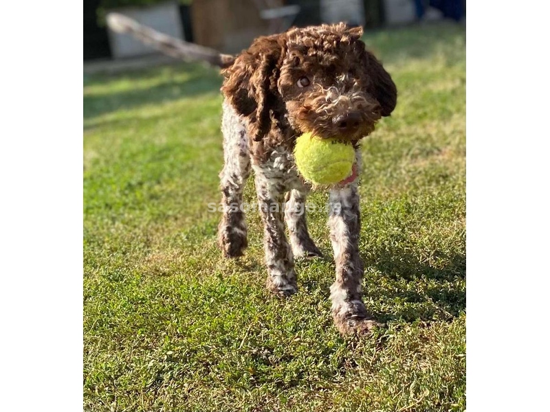 Lagotto Romagnolo - Štenci vrhunskog kvaliteta