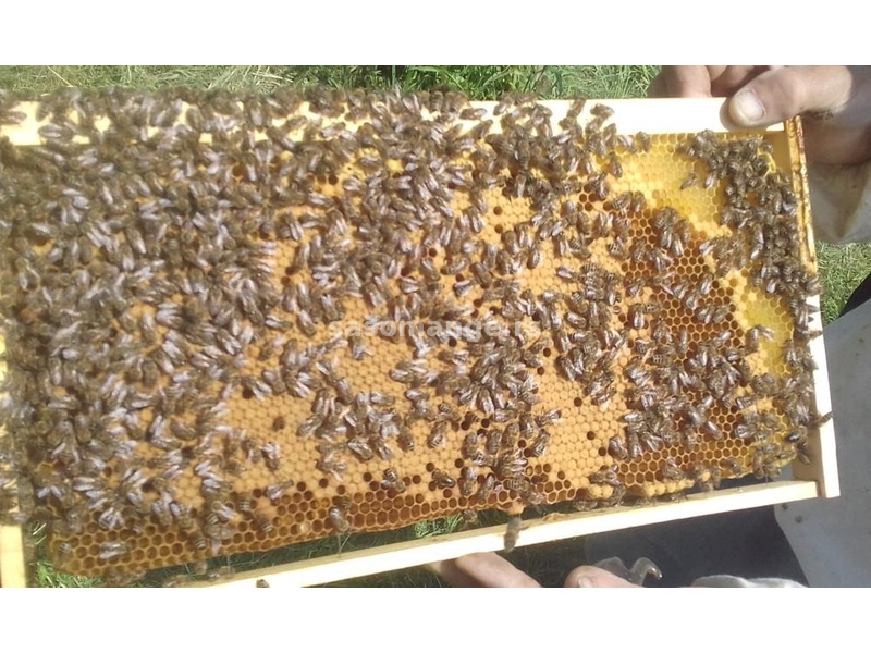 IZDAVANJE RAČUNA ZA SUBVENCIJE - pčele - društva - rojevi - satne osnove - vosak