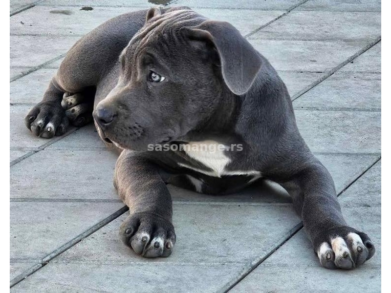 American bully xl