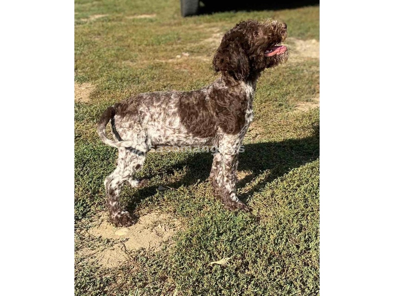 Lagotto Romagnolo - Štenci vrhunskog kvaliteta