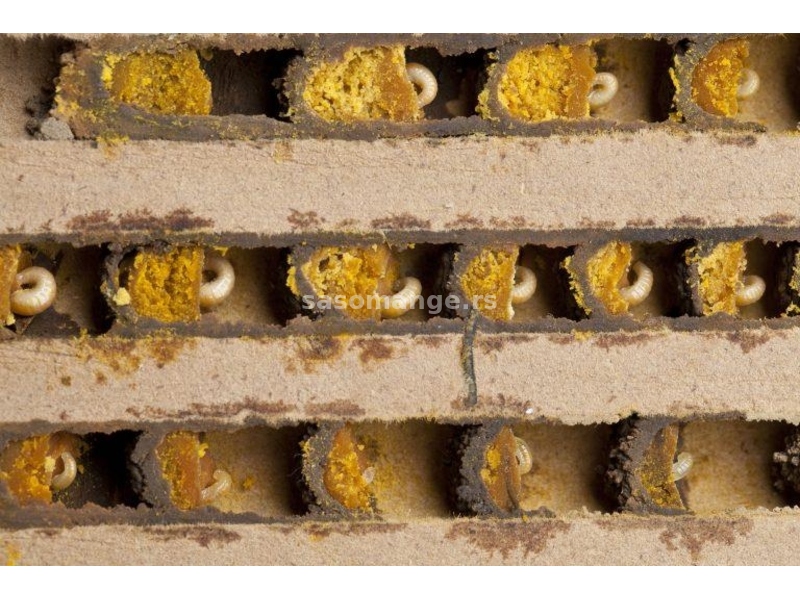 Pčele za oprašivanje voća - mason, solitarne, samice, zidarice, voćarske pčele