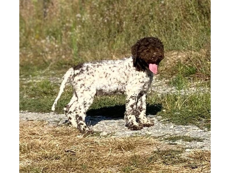 Lagotto Romagnolo - Štenci vrhunskog kvaliteta