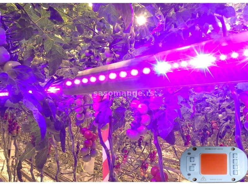 LED CHIP 60W za uzgoj biljaka u zatvorenom prostoru