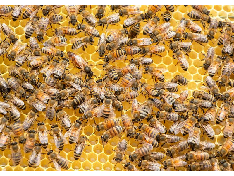 Пчелиња друштва, матице, матичњак, ројеви, перга