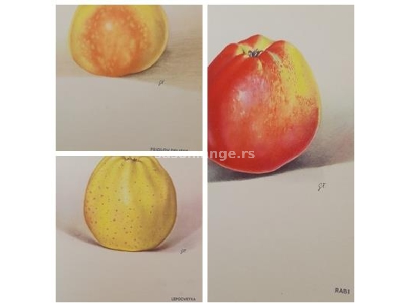 Knjiga Jabuka - Jugoslovenska pomologija - nauka o jabuci