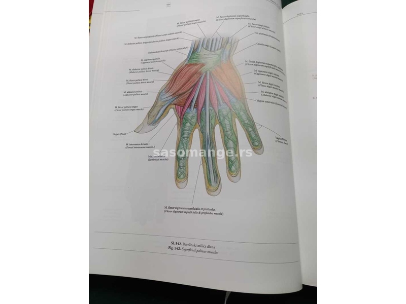 Anatomija čoveka = Human Anatomy