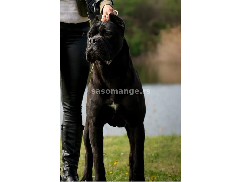 Cane Corso Kane Korso rezervacije